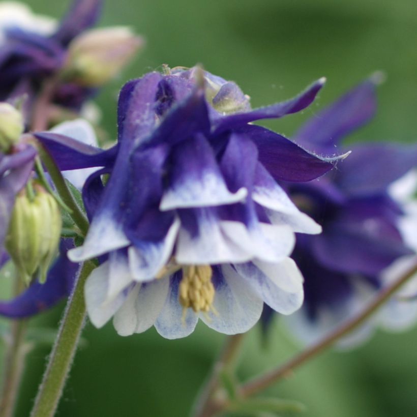 Akelei Winky Blue White - Aquilegia vulgaris (Bloei)
