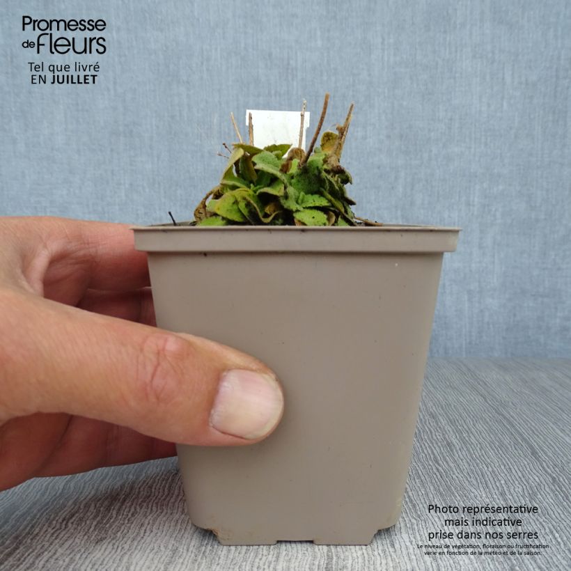 Exemplaar van Arabis blepharophylla Frühlingzauber - Scheefkelk Kweekpotje van 8/9 cm zoals geleverd in de zomer