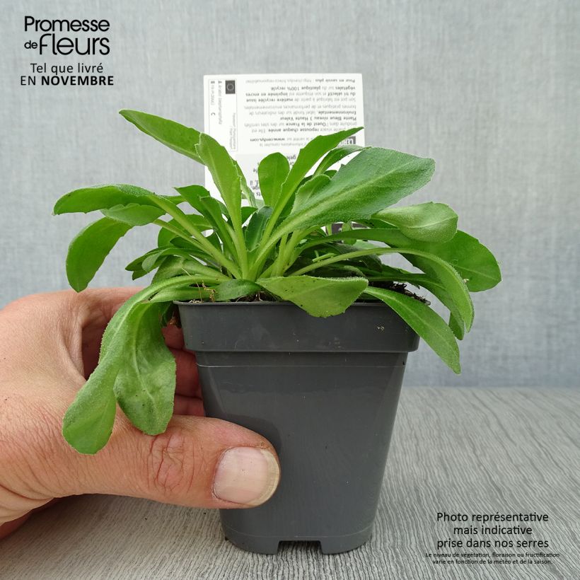 Exemplaar van Arabis blepharophylla - Scheefkelk Kweekpotje van 8/9 cm zoals geleverd in de herfst