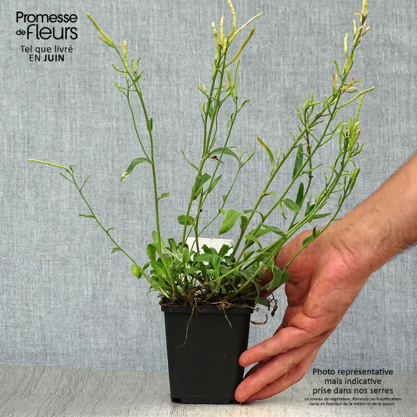 Exemplaar van Arabis blepharophylla - Scheefkelk Kweekpotje van 8/9 cm zoals geleverd in de zomer