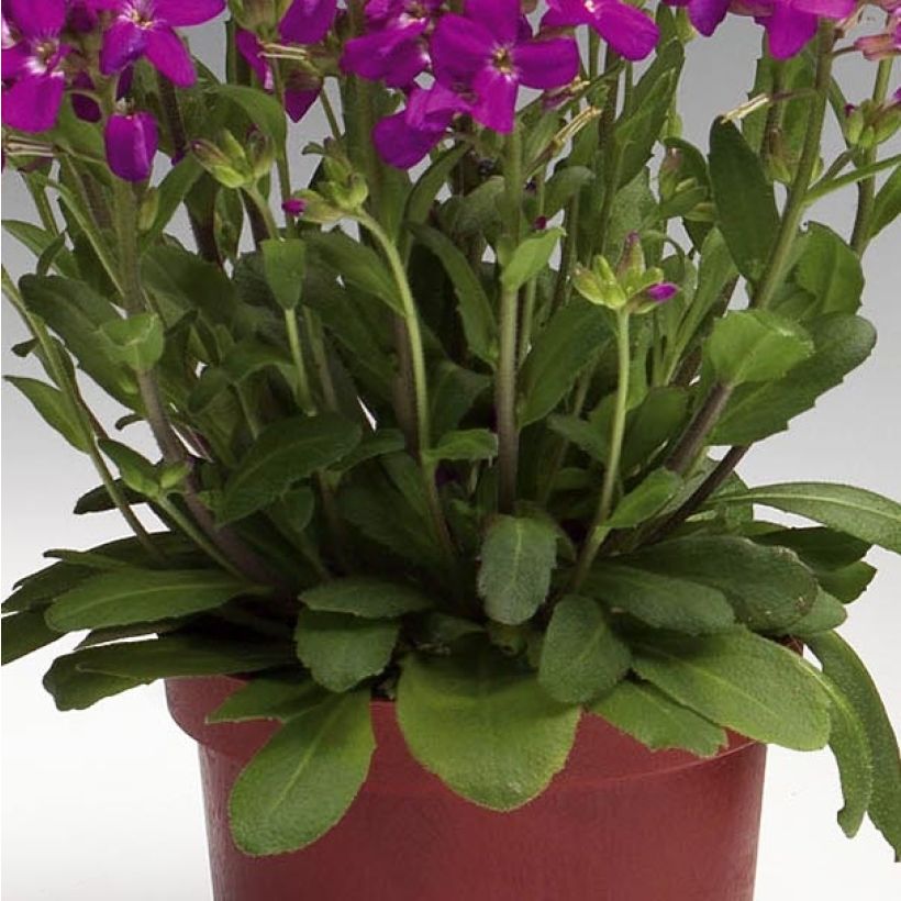 Arabis blepharophylla Rose Delight - Scheefkelk roze (Blad)