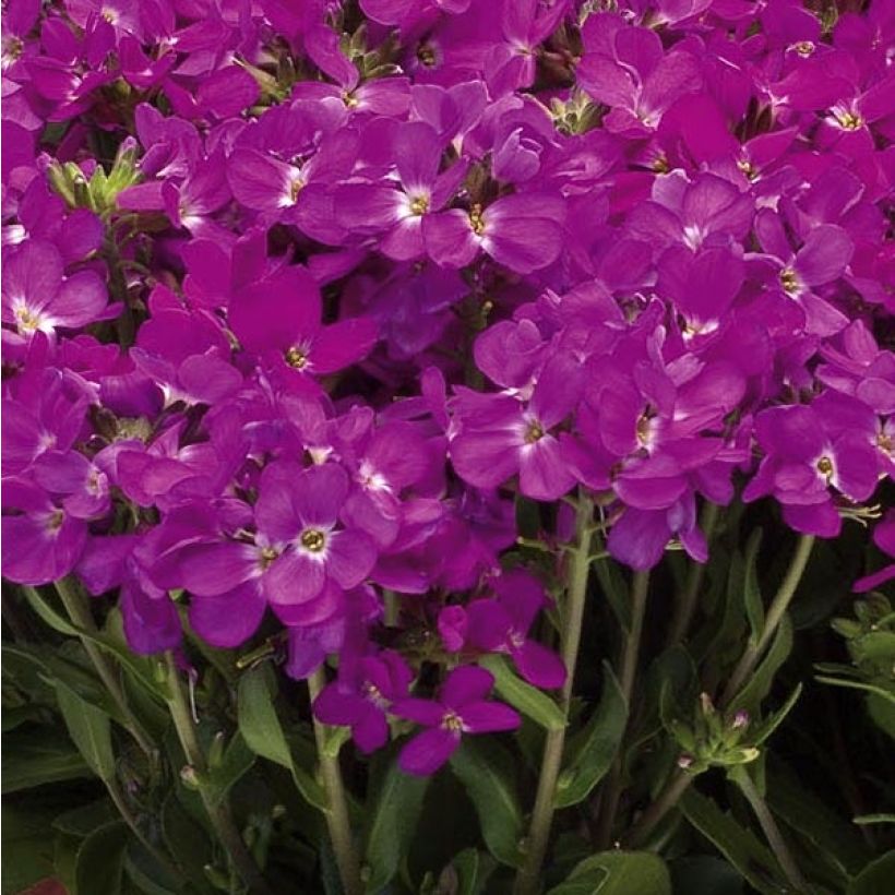 Arabis blepharophylla Rose Delight - Scheefkelk roze (Bloei)