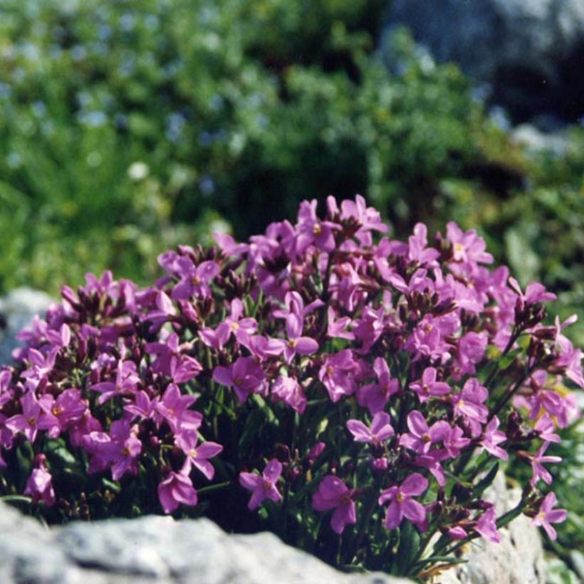 Arabis blepharophylla - Scheefkelk (Bloei)