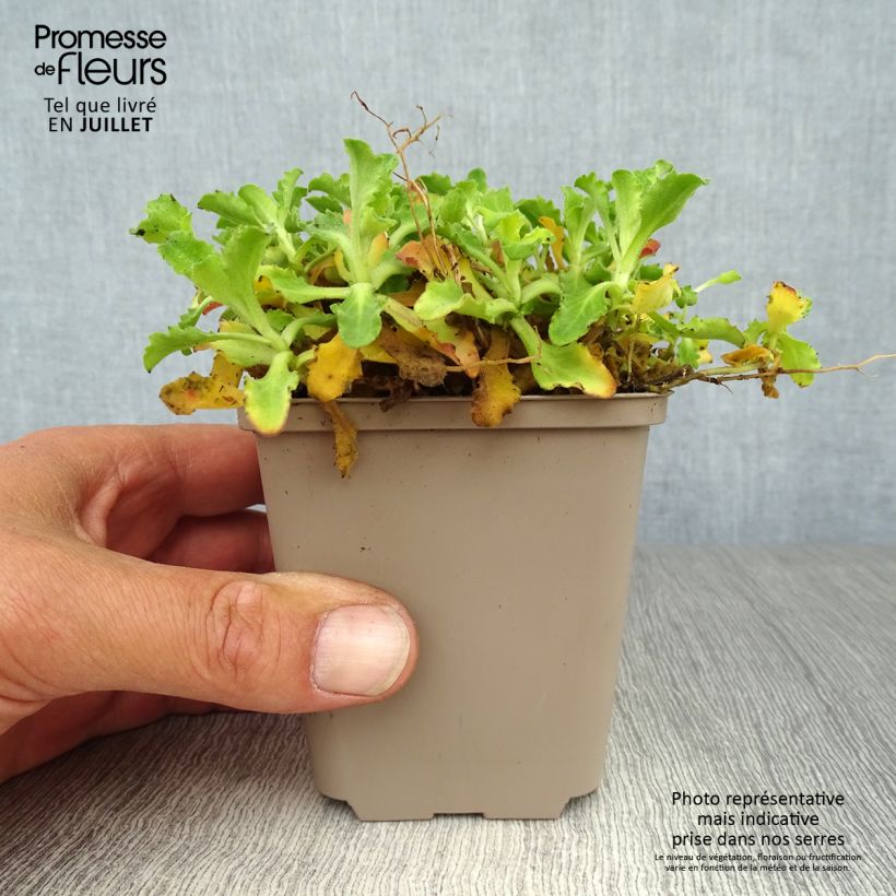 Exemplaar van Arabis caucasica Pinkie - Randjesbloem Kweekpotje van 8/9 cm zoals geleverd in de zomer