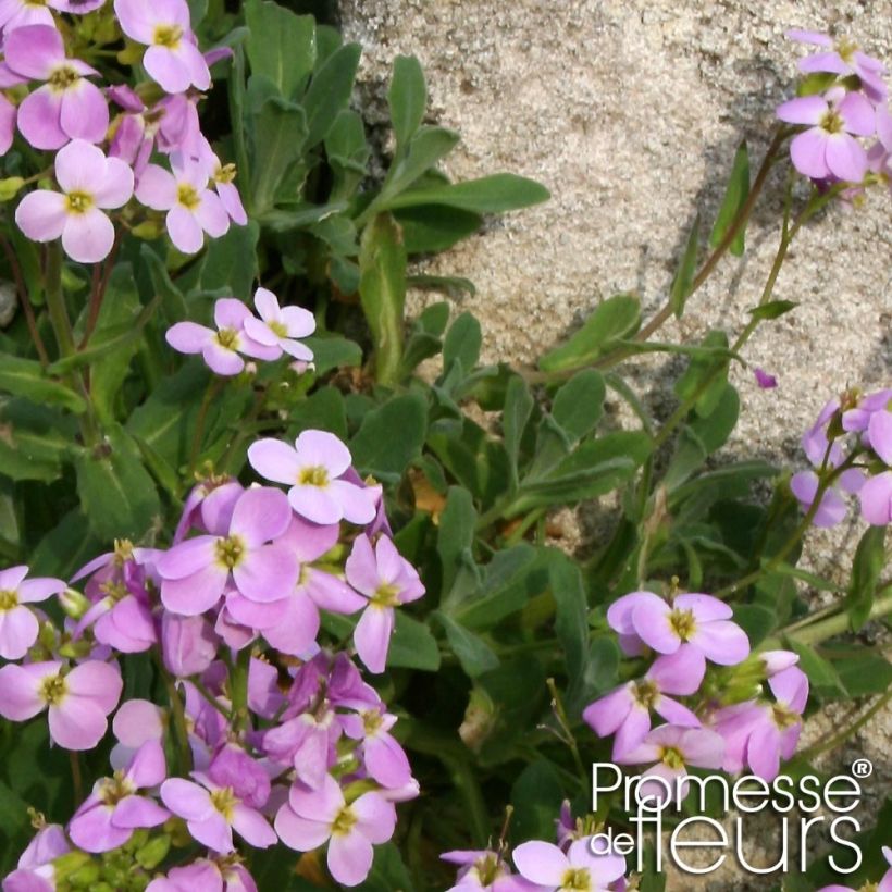 Arabis caucasica Rosea - Randjesbloem (Blad)