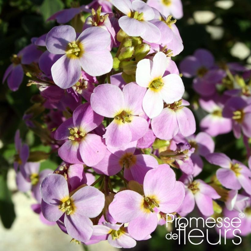 Arabis caucasica Rosea - Randjesbloem (Bloei)