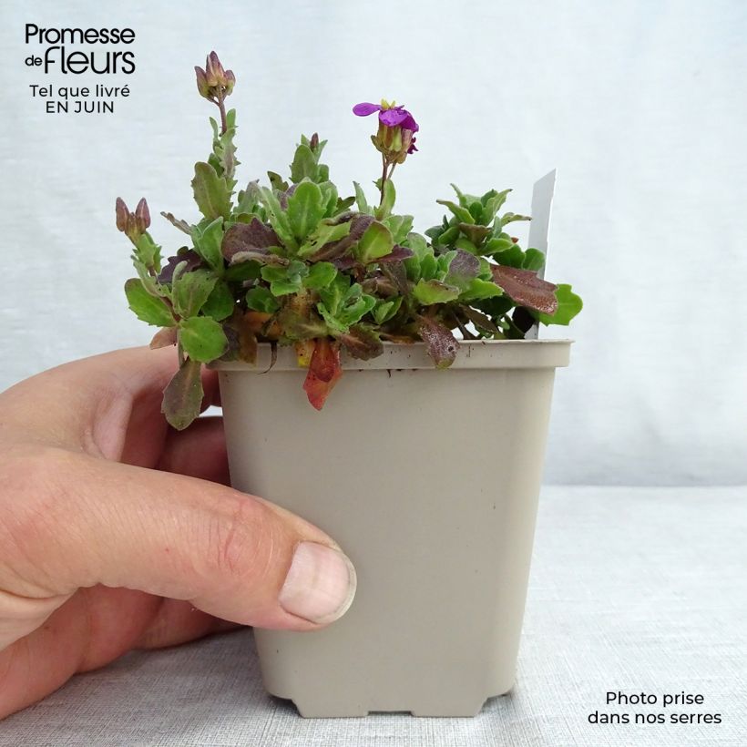 Exemplaar van Arabis caucasica Rosea - Randjesbloem Kweekpotje van 8/9 cm zoals geleverd in de zomer