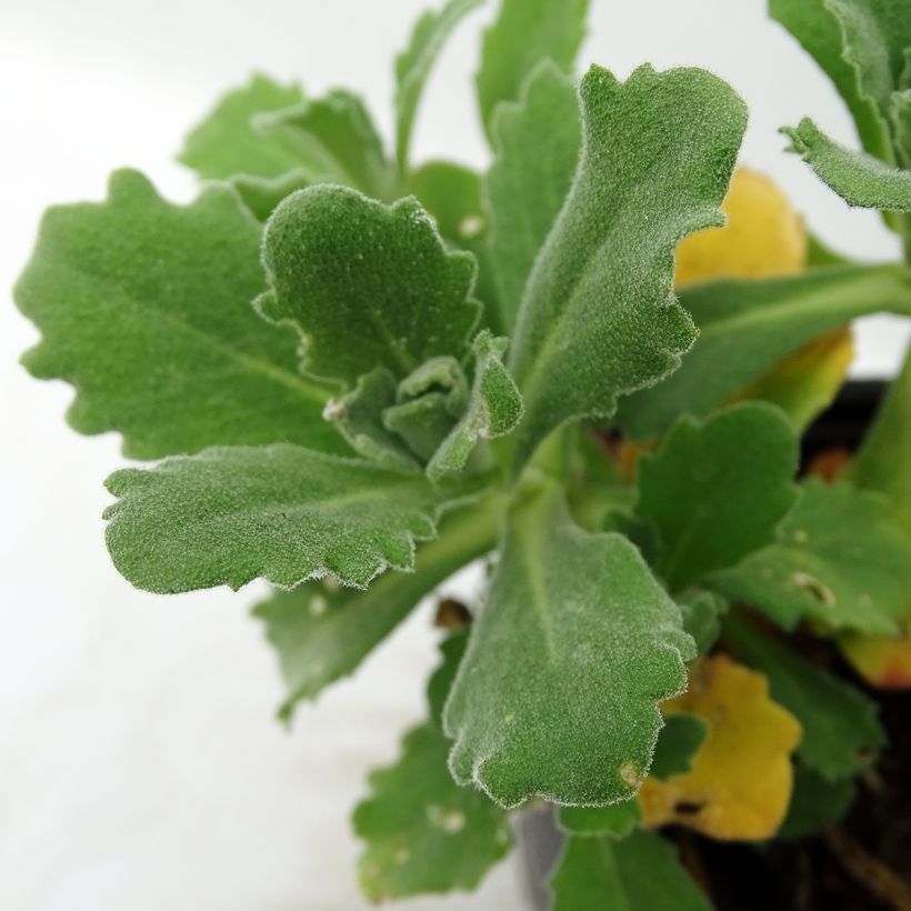 Randjesbloem Plena (Blad)