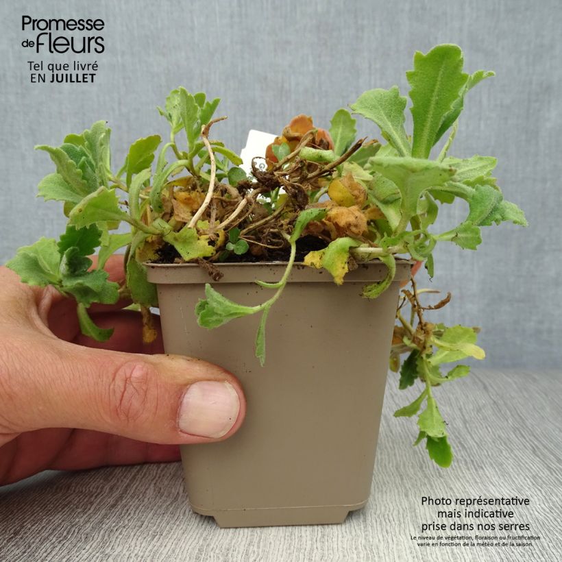 Exemplaar van Randjesbloem Plena Kweekpotje van 7/8 cm zoals geleverd in de zomer