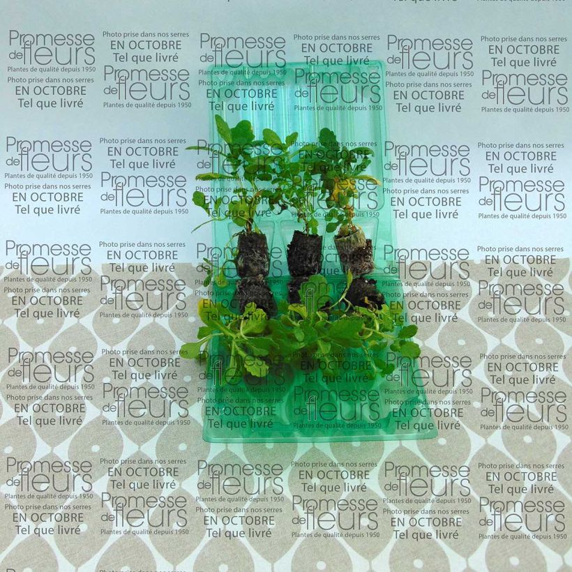 Voorbeeld van een exemplaar van Arabis caucasica Roselite - Randjesbloem Mini-mot Ø 3/4 cm zoals geleverd