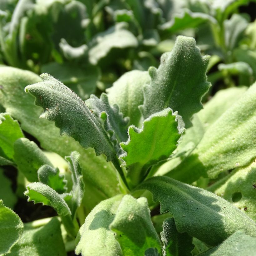 Arabis caucasica Snowball - Randjesbloem (Blad)