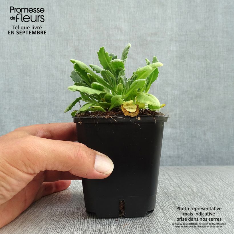 Exemplaar van Arabis caucasica Snowball - Randjesbloem Kweekpotje van 8/9 cm zoals geleverd in de herfst