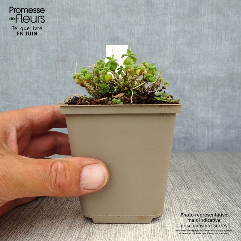 Exemplaar van Arabis Snowcap - Randjesbloem Kweekpotje van 8/9 cm zoals geleverd in de zomer