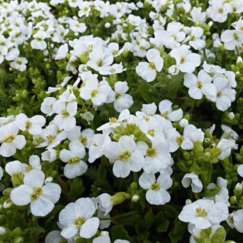 Arabis Snowcap - Randjesbloem (Bloei)