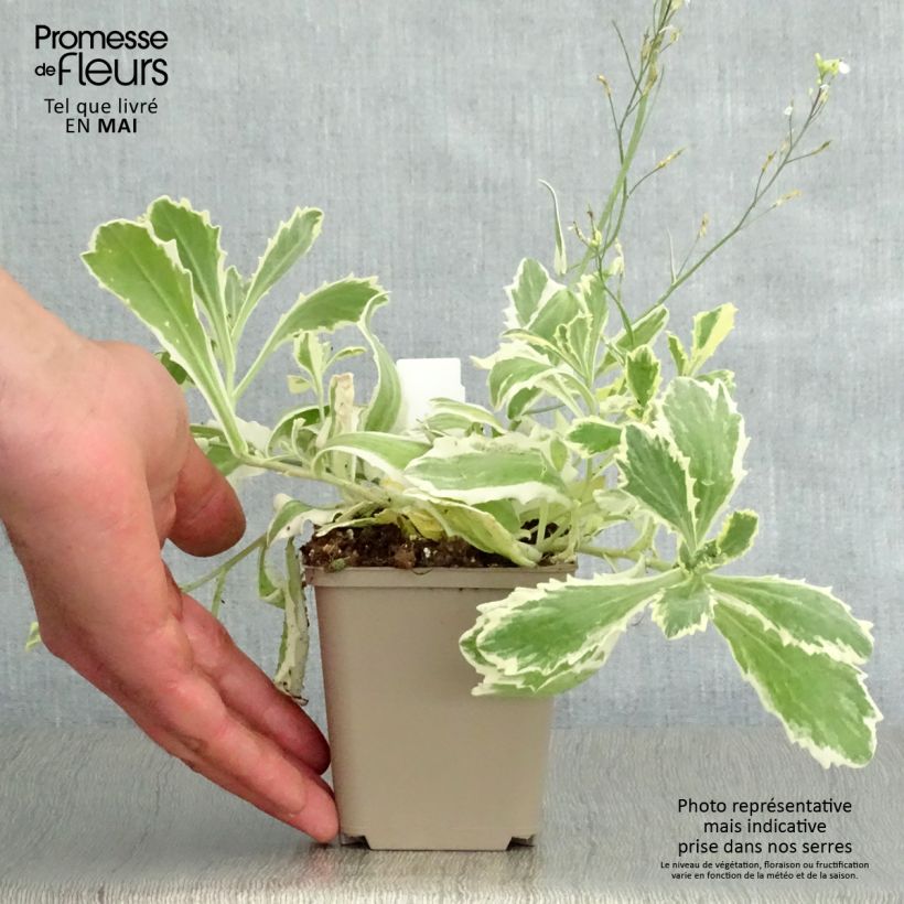 Exemplaar van Arabis caucasica Variegata - Randjesbloem Kweekpotje van 8/9 cm zoals geleverd in de lente