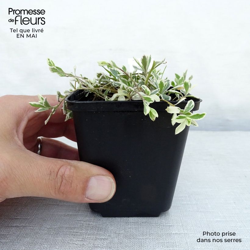 Exemplaar van Arabis ferdinandi coburgii Variegata - Scheefkelk Kweekpotje van 8/9 cm zoals geleverd in de lente