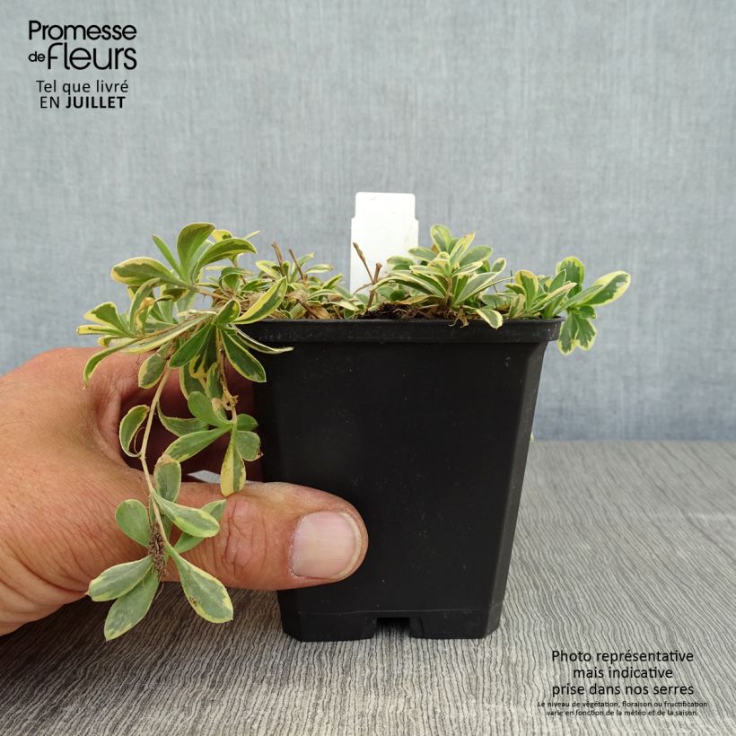 Exemplaar van Arabis ferdinandi coburgii Variegata - Scheefkelk Kweekpotje van 8/9 cm zoals geleverd in de zomer