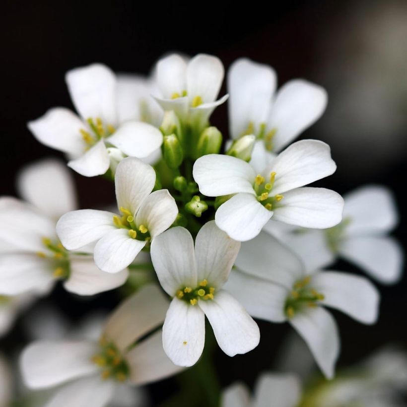 Arabis procurrens Neuschnee - Scheefkelk (Bloei)