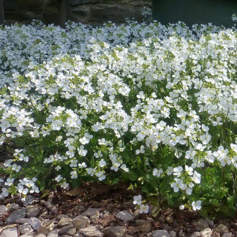 Arabis procurrens Neuschnee - Scheefkelk (Groeiplaats)