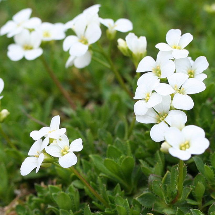 Arabis scopoliana - Scheefkelk (Bloei)