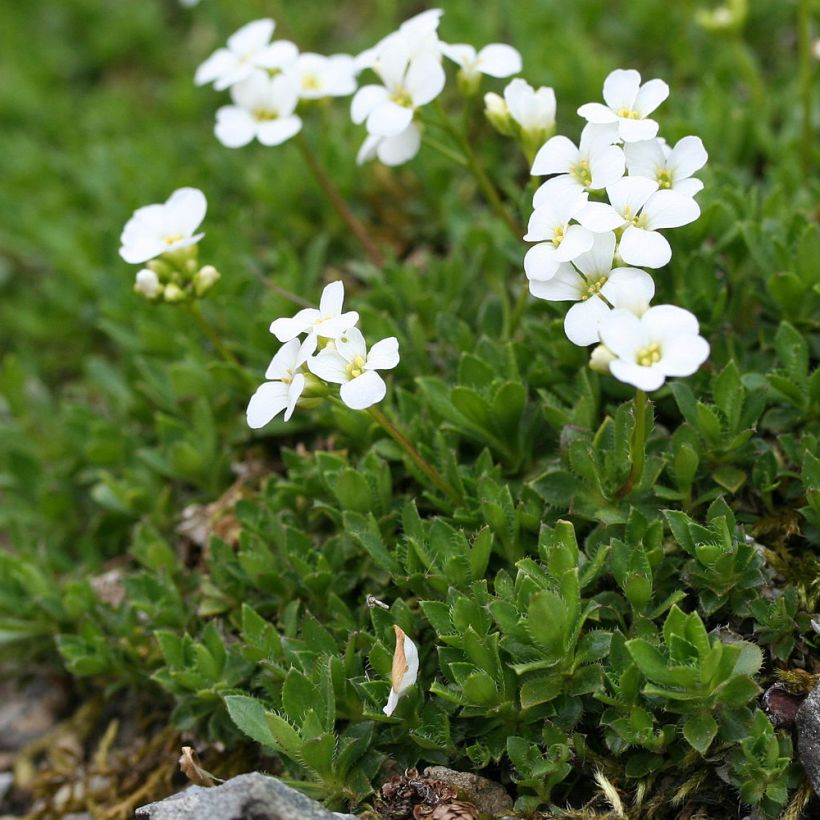 Arabis scopoliana - Scheefkelk (Groeiplaats)
