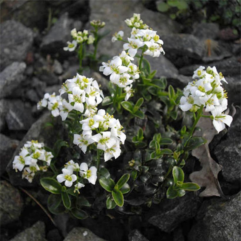 Arabis x suendermannii - Randjesbloem (Bloei)