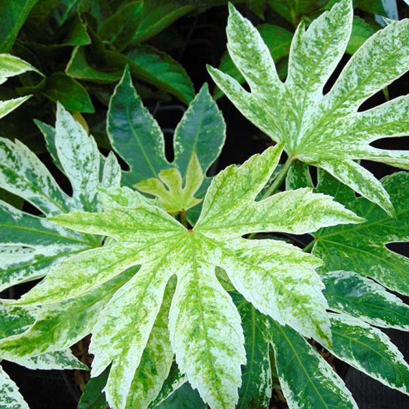 Fatsia japonica Spiders Web - Vingerplant (Blad)