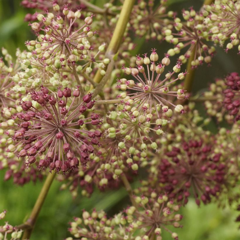 Aralia californica - Duivelswandelstok (Flowering)
