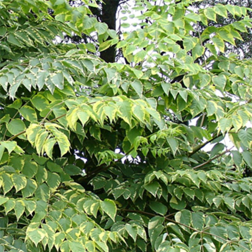 Aralia elata Golden Umbrella - Duivelswandelstok (Blad)