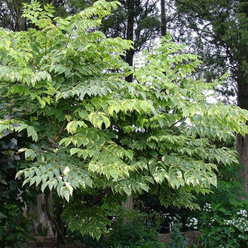 Aralia elata Golden Umbrella - Duivelswandelstok (Groeiplaats)