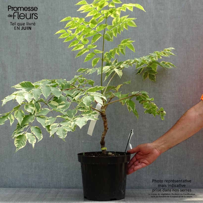 Exemplaar van Aralia elata Golden Umbrella - Duivelswandelstok Pot van 7,5 l/10 l zoals geleverd in de lente