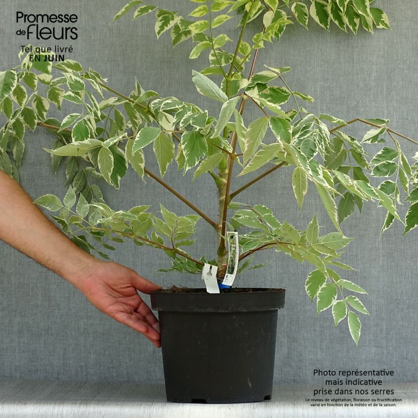 Exemplaar van Aralia elata Silver Umbrella - Duivelswandelstok Pot van 7,5 l/10 l zoals geleverd in de zomer