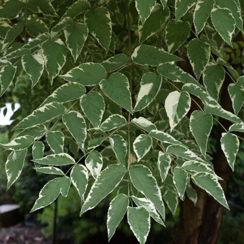 Aralia elata Silver Umbrella - Duivelswandelstok (Blad)