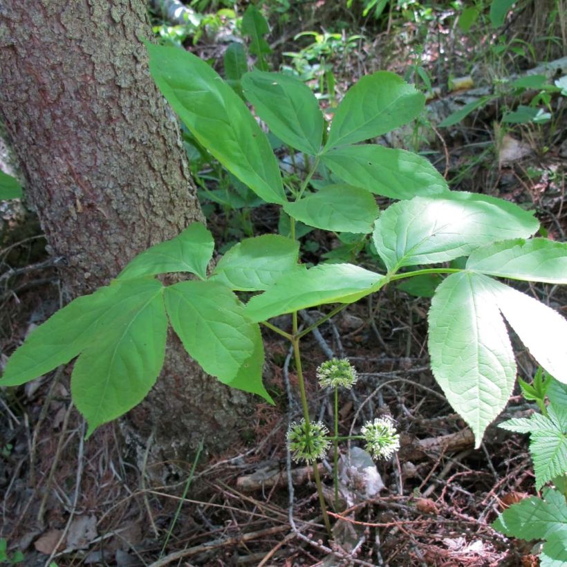 Aralia nudicaulis - naaktstengel (Blad)