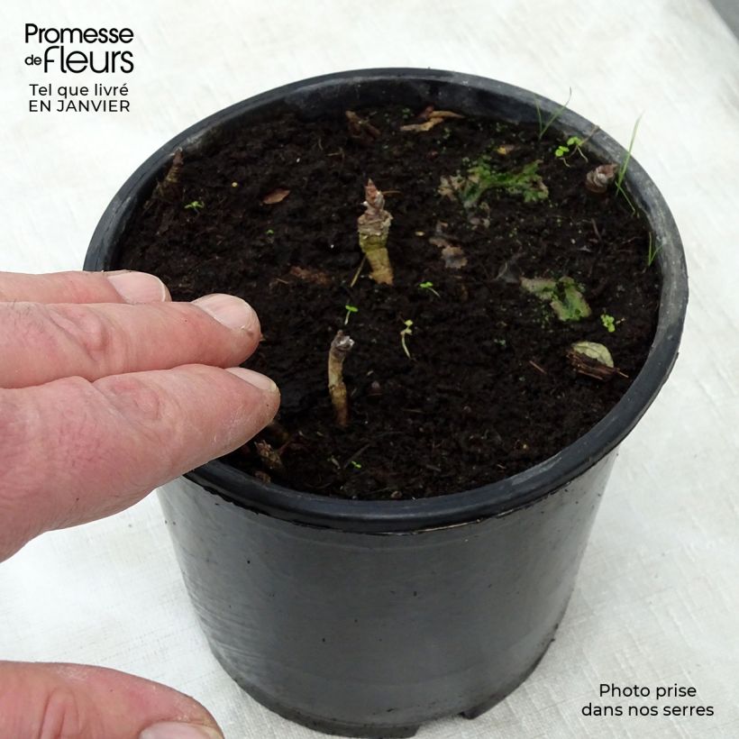 Exemplaar van Aralia nudicaulis - naaktstengel Pot van 2 l/3 l zoals geleverd in de winter
