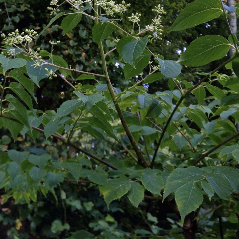 Aralia spinosa - Duivelswandelstok (Blad)