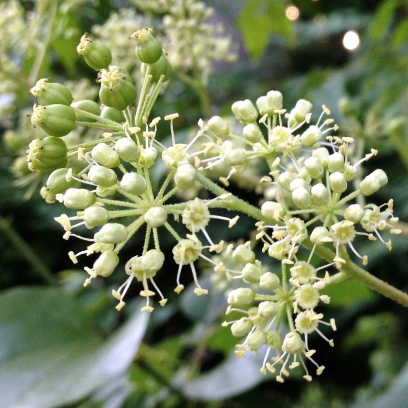 Aralia spinosa - Duivelswandelstok (Bloei)
