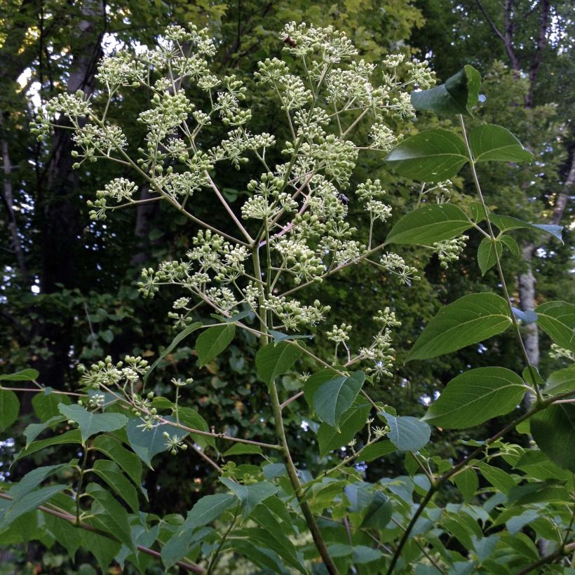 Aralia spinosa - Duivelswandelstok (Groeiplaats)