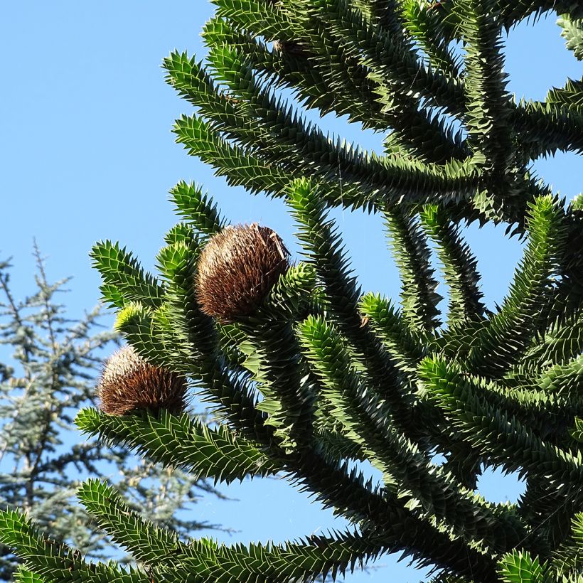 Araucaria araucana - Apenboom (Oogst)