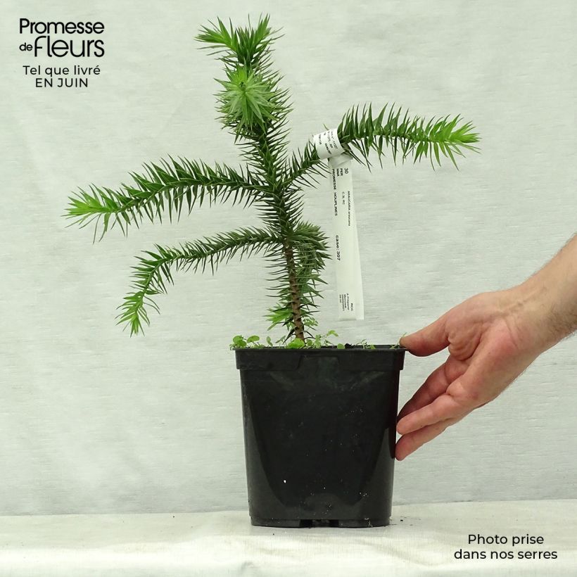 Exemplaar van Araucaria araucana - Apenboom Pot van 3 l/4 l zoals geleverd in de zomer