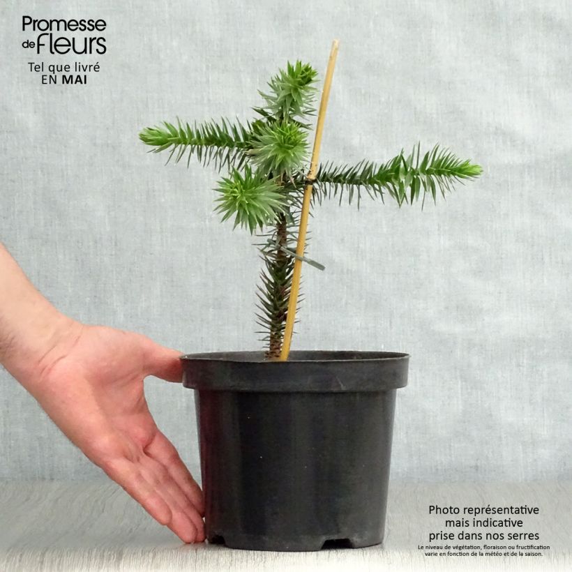 Exemplaar van Araucaria araucana - Apenboom Pot van 3 l/4 l zoals geleverd in de lente