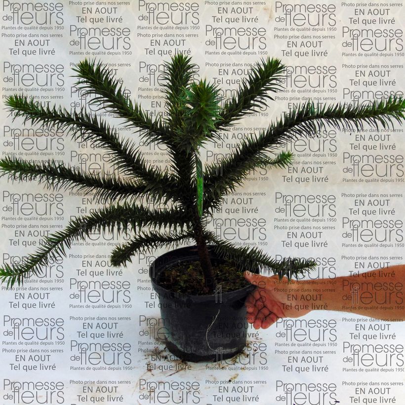 Voorbeeld van een exemplaar van Araucaria araucana - Apenboom Pot van 4 l/5 l zoals geleverd