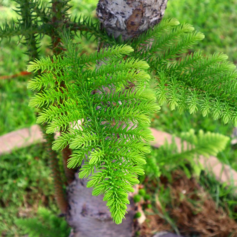 Araucaria heterophylla - Kamerden (Blad)
