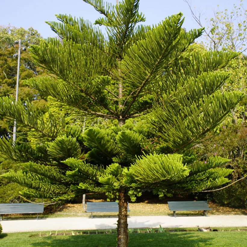 Araucaria heterophylla - Kamerden (Groeiplaats)