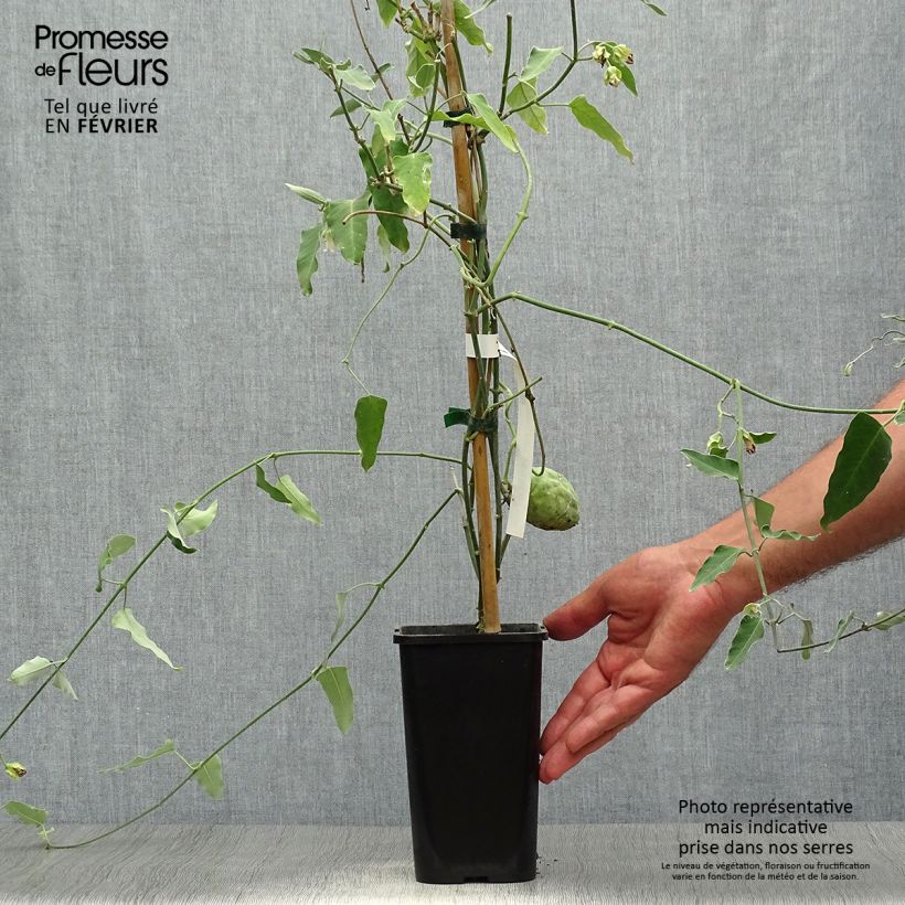Exemplaar van Araujia sericifera Alba - Motplant Pot van 1 l/1,5 l zoals geleverd in de herfst