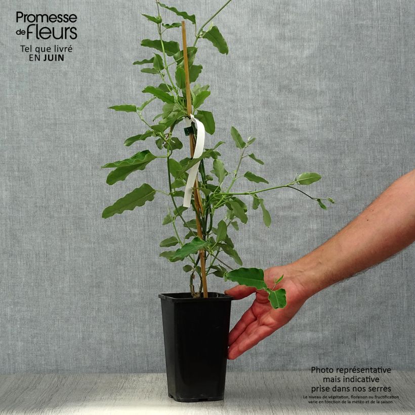 Exemplaar van Araujia sericifera Alba - Motplant Pot van 1 l/1,5 l zoals geleverd in de zomer