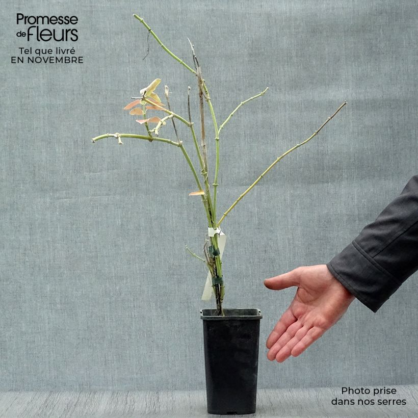Exemplaar van Araujia sericifera Rosea - Motplant Pot van 1,5 l/2 l zoals geleverd in de herfst