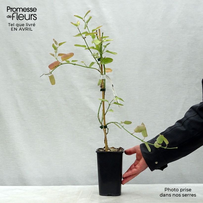 Exemplaar van Araujia sericifera Rosea - Motplant Pot van 1,5 l/2 l zoals geleverd in de lente