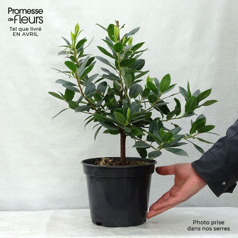 Example of Aardbeiboom Atlantic Pot van 4 l/5 l, Struik as you get in printemps