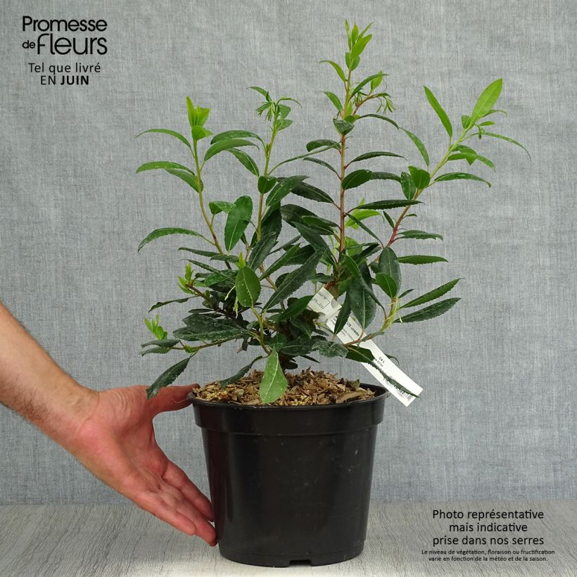 Exemplaar van Aardbeiboom Atlantic Pot van 4 l/5 l, Struik zoals geleverd in de zomer